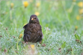 <p>KOS ČERNÝ (Turdus merula) /Common blackbird - Amsel/</p>